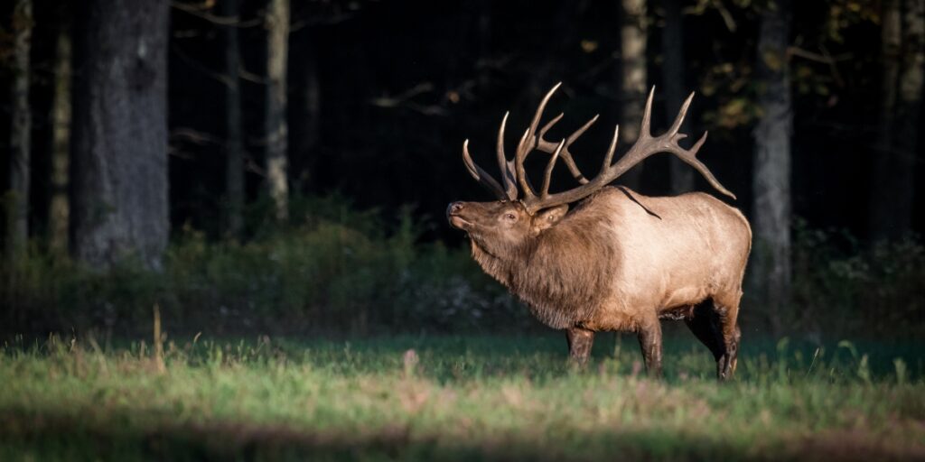 large elk in the woods 